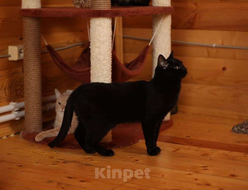 Кошки в Москве: Черная кошечка грустит на передержке и мечтает о доме 💔 Девочка, Бесплатно - фото 2