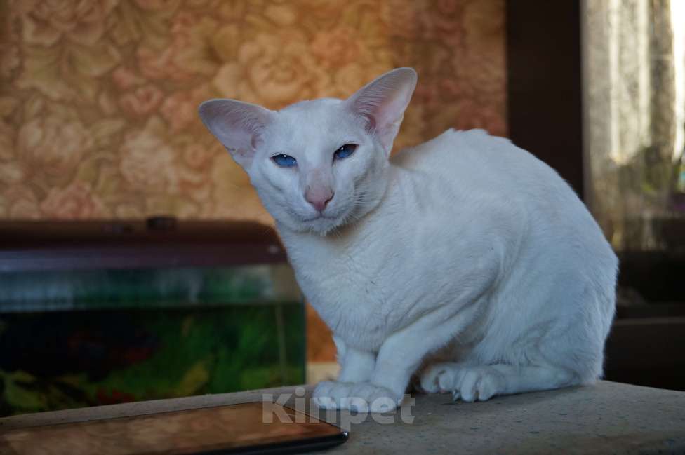 Кошки в Новосибирске: Продам Ориентальных котят Девочка, 20 000 руб. - фото 7