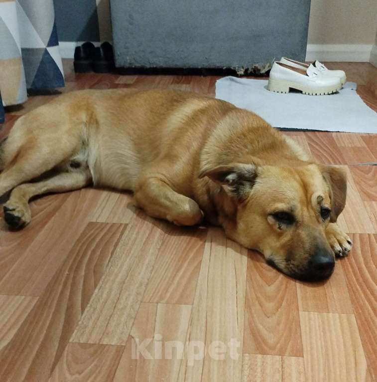 Собаки в Красноярске: Найден пёс, возраст около года Мальчик, Бесплатно - фото 3