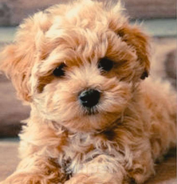 Собаки в Саратове: Щенки той пуделя Девочка, 40 000 руб. - фото 2