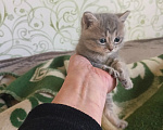 Кошки в Новосибирске: Отдам котят в добрые руки Разнополые, Бесплатно - фото 3
