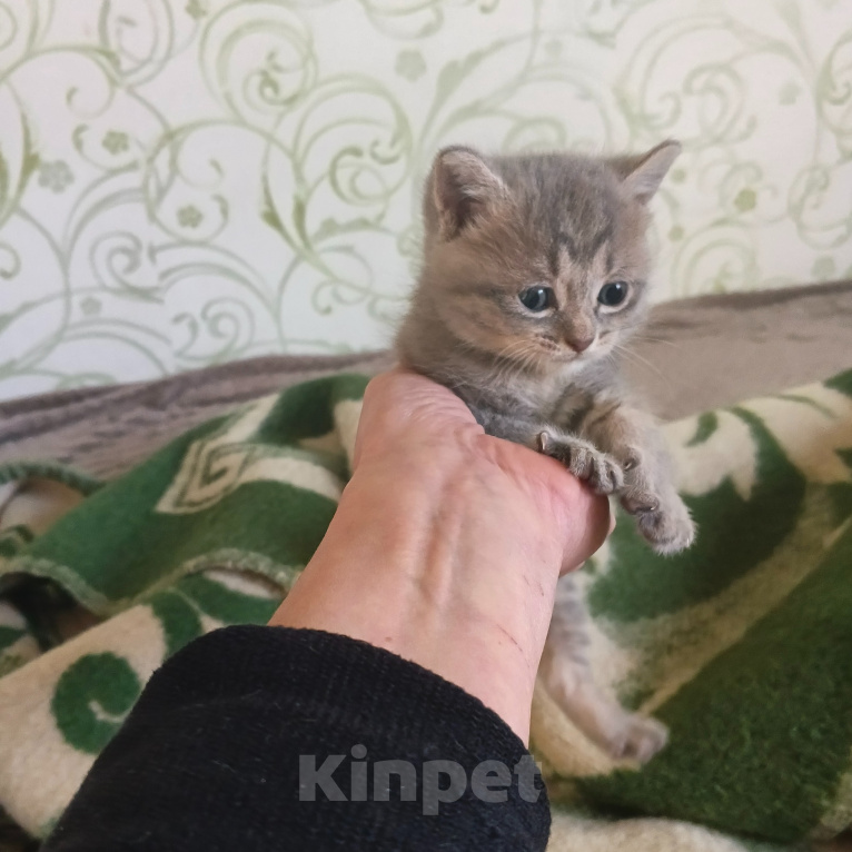 Кошки в Новосибирске: Отдам котят в добрые руки Разнополые, Бесплатно - фото 3