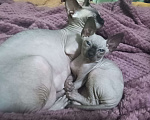 Кошки в Рязани: Котёнок X Сфинкс Девочка, 12 000 руб. - фото 4