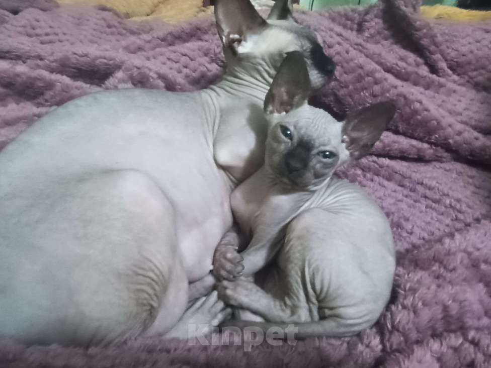 Кошки в Рязани: Котёнок X Сфинкс Девочка, 6 000 руб. - фото 4