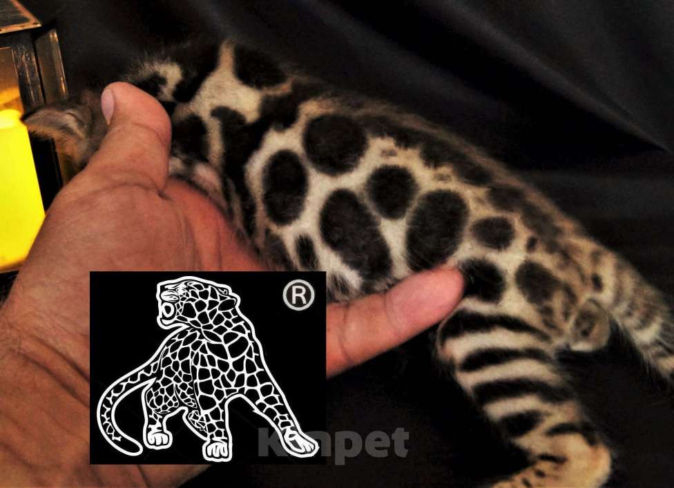 Кошки в Владивостоке: Бенгальский котенок. Профессиональный питомник Девочка, Бесплатно - фото 4