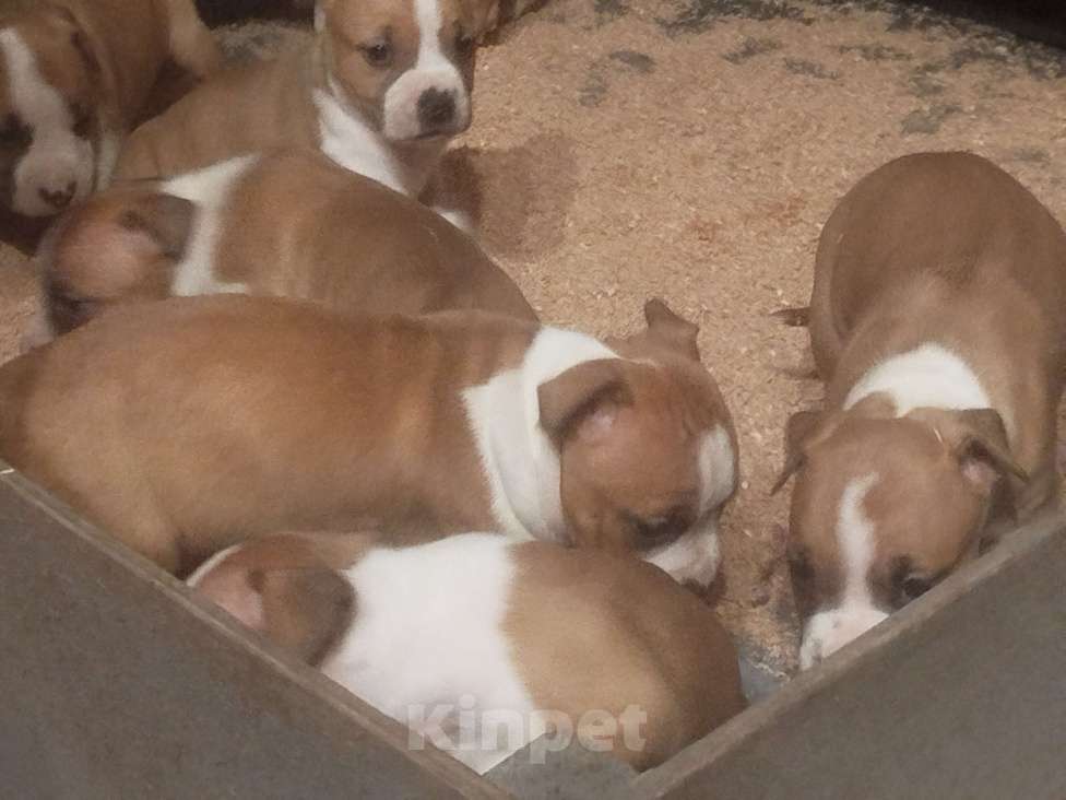 Собаки в Ростове-на-Дону: Малыши амстаффики Разнополые, 35 000 руб. - фото 6