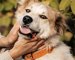 Собаки в Москве: Пушистый белый красавец пёс Альф в дар Мальчик, 1 руб. - фото 8