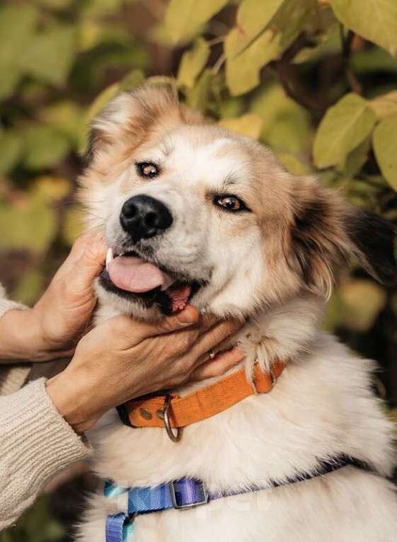 Собаки в Москве: Пушистый белый красавец пёс Альф в дар Мальчик, 1 руб. - фото 8