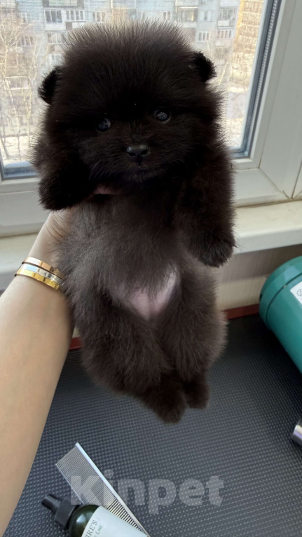 Собаки в Москве: Померанский шпиц девочка Девочка, 100 000 руб. - фото 1