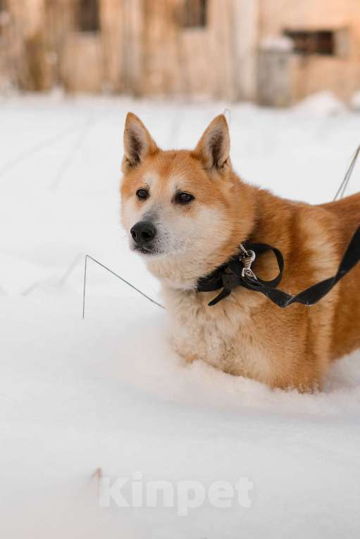 Собаки в Санкт-Петербурге: Яркий спокойный Рыжик из приюта Мальчик, Бесплатно - фото 8