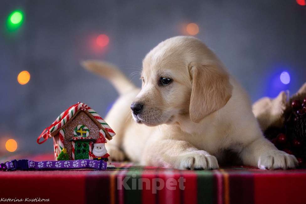 Собаки в Москве: Щенок лабрадора  Девочка, 80 000 руб. - фото 5
