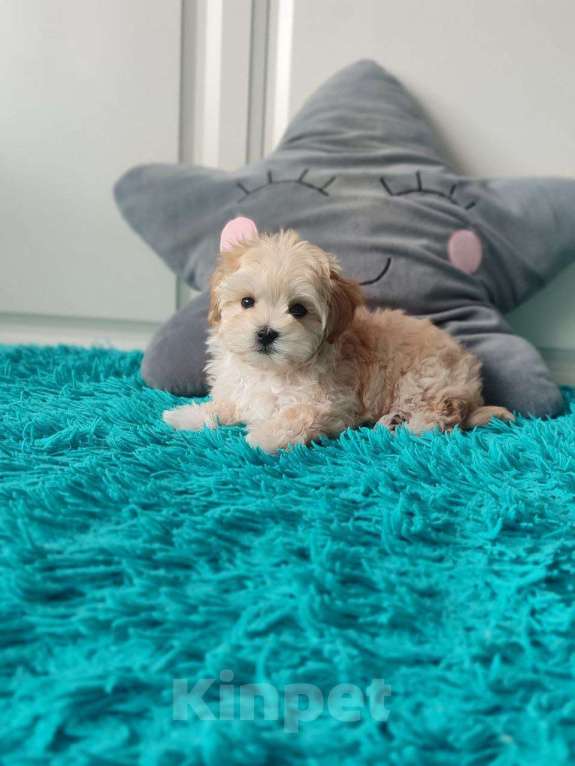 Собаки в Мытищах: Мальтипу F1 Мальчик, 90 000 руб. - фото 7