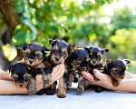 Собаки в Тюмени: Йоркширские терьеры Девочка, 16 000 руб. - фото 1