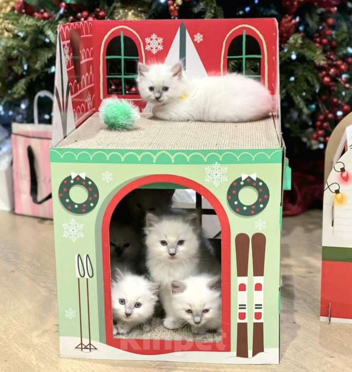 Кошки в Перми: Девушки Рэгдолл  Девочка, 80 000 руб. - фото 1