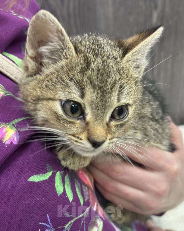 Кошки в Химках: Котенок Мальчик, Бесплатно - фото 6