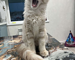 Кошки в Ахтубинске: Котята Мальчик, 25 000 руб. - фото 4