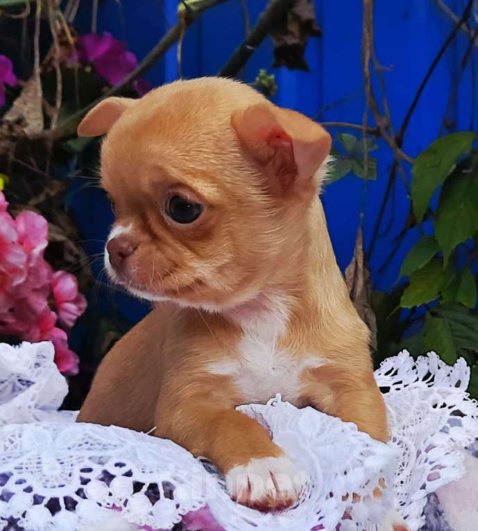 Собаки в Геленджике: чишка-девочка Девочка, 25 000 руб. - фото 1