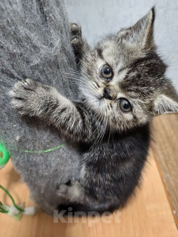 Кошки в Нижнем Новгороде: Котята породы Экзотическая короткошёрстная Мальчик, 12 000 руб. - фото 8