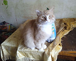 Кошки в Ярославле: Котик рыжий Мальчик, 1 руб. - фото 2