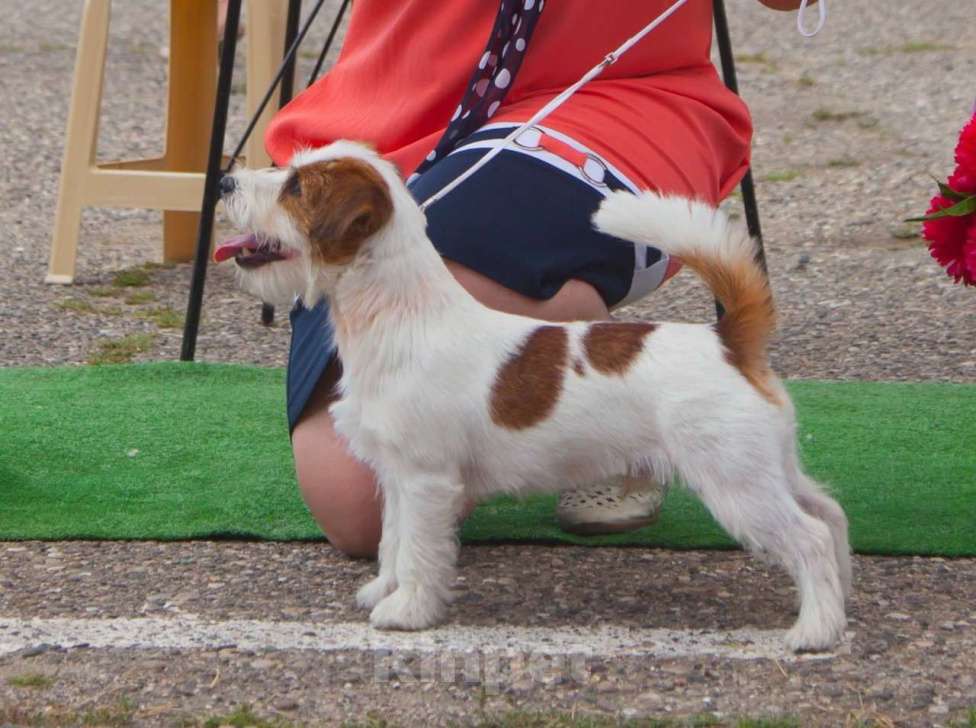 Собаки в Ставрополе: Джек рассел терьер - титулованный кобель на вязку Мальчик, 35 000 руб. - фото 2