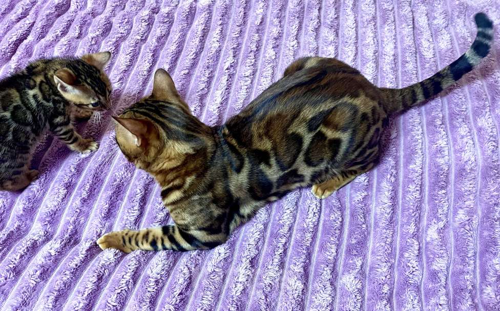 Кошки в Москве: Бенгальский котенок Девочка, 25 000 руб. - фото 1