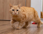 Кошки в Москве: Рыжая кошка Мишаня в добрые руки. Девочка, 1 руб. - фото 4