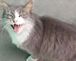 Кошки в Ливны: Пушистая, ласковая красавица ищет дом, Бесплатно - фото 8