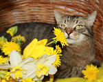 Кошки в Калуге: Тигран Потапыч, настоящий полосатый кот в добрые руки. Мальчик, Бесплатно - фото 7