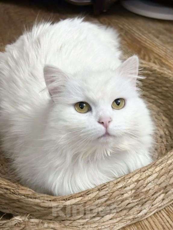 Кошки в Москве: Ариша ищет дом Девочка, Бесплатно - фото 3
