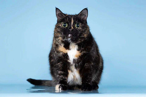 Стелла – кошка, которая не потеряла веру в людей!