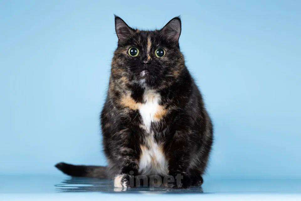 Кошки в Москве: Стелла – кошка, которая не потеряла веру в людей! Девочка, Бесплатно - фото 1