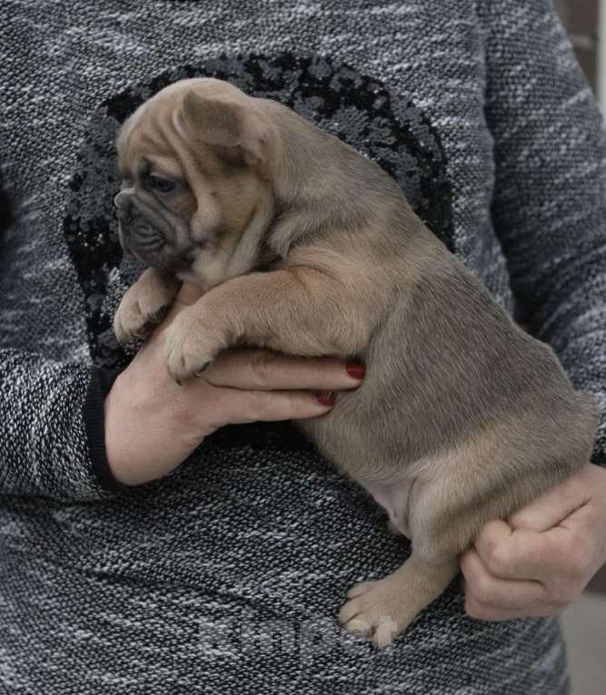 Собаки в других городах Воронежской области: Французский бульдог мальчик  Мальчик, 55 000 руб. - фото 9