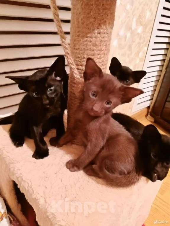 Кошки в Шахте: Продаю котят ориентальной породы  Мальчик, 25 000 руб. - фото 3