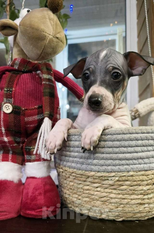 Собаки в Тольятти: Американский голый терьер мальчики Мальчик, 40 000 руб. - фото 7