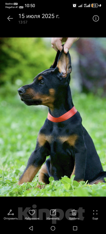 Собаки в Кемерово: Щенки Девочка, 50 000 руб. - фото 2