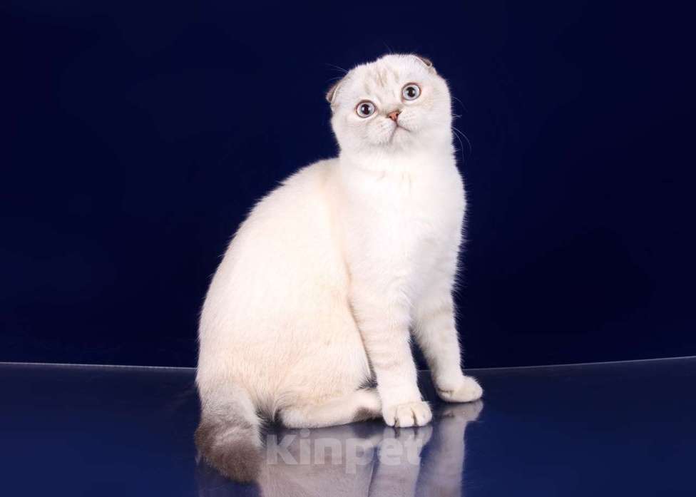 Кошки в Санкт-Петербурге: Скоттиш фолд кошечка Valery  Девочка, 35 000 руб. - фото 6