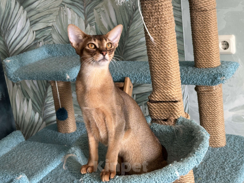 Кошки в Краснодаре: Абиссинский котик Мальчик, 25 000 руб. - фото 6