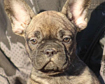 Собаки в Санкт-Петербурге: Щенки французского бульдога Разнополые, 60 000 руб. - фото 1