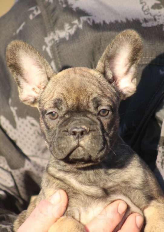 Собаки в Санкт-Петербурге: Щенки французского бульдога Разнополые, 60 000 руб. - фото 1