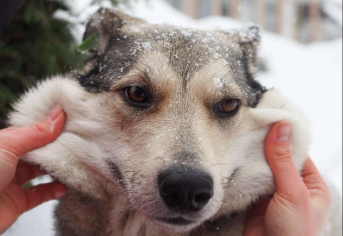 Объявление: Собака, пережившая ад, Бесплатно, Москва