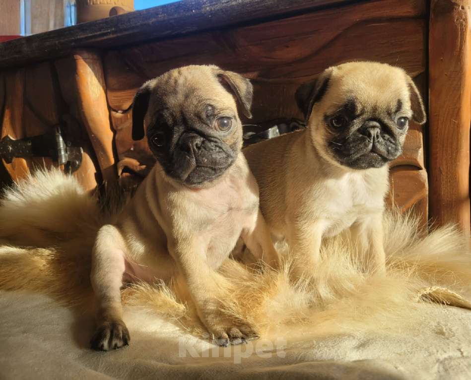 Собаки в других городах Краснодарского края: Щенки королевского мопса Мальчик, 50 000 руб. - фото 2