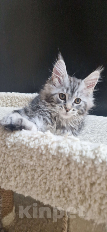 Кошки в Ижевске: Котята мейн-кун Девочка, 55 000 руб. - фото 6