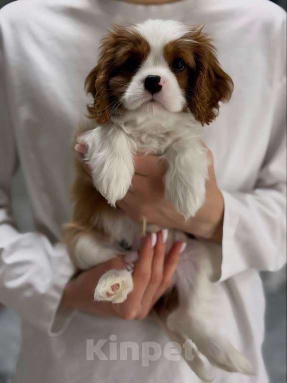 Собаки в Москве: Кавалер кинг-чарльз-спаниель, щенок Мальчик, 100 000 руб. - фото 1