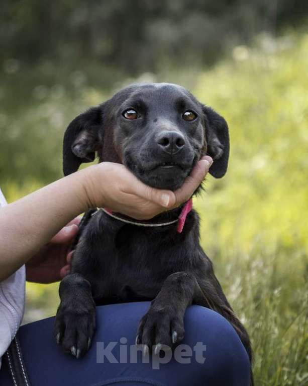 Собаки в Москве: Изящная черная собачка малышка Лили в добрые руки Девочка, Бесплатно - фото 2