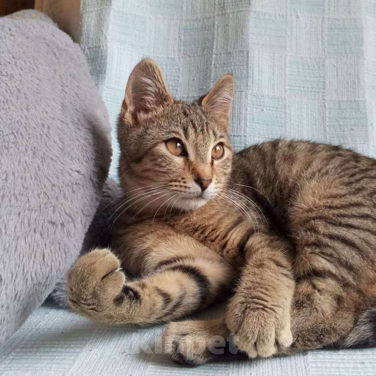 Кошки в Санкт-Петербурге: Котëнок Леоша в добрые руки Мальчик, Бесплатно - фото 7