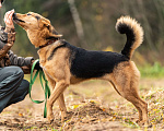 Собаки в Клине: Эрика — замечательная собака Девочка, Бесплатно - фото 5