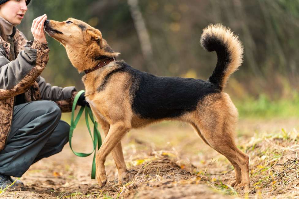 Собаки в Клине: Эрика — замечательная собака Девочка, Бесплатно - фото 5