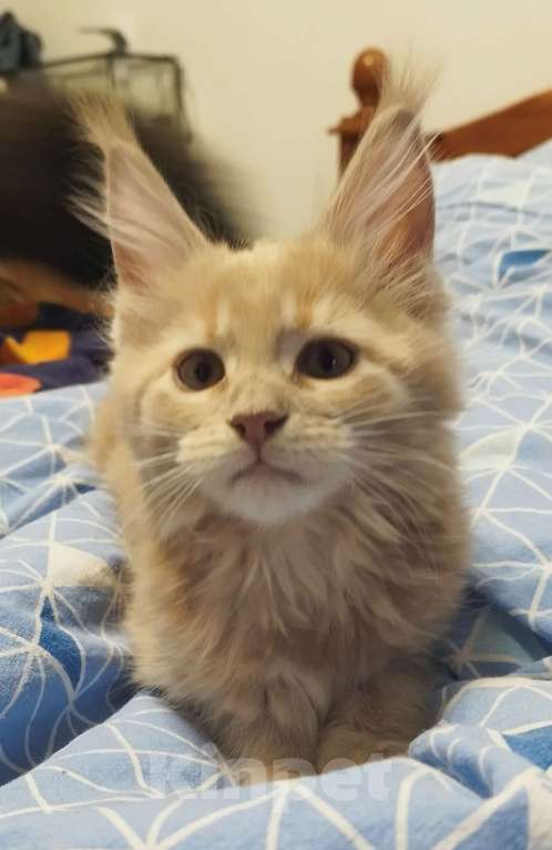 Кошки в Москве: Котенок мейн кун Девочка, Бесплатно - фото 1