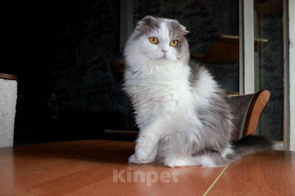 Кошки в Санкт-Петербурге: Шотландская кошечка Девочка, Бесплатно - фото 6