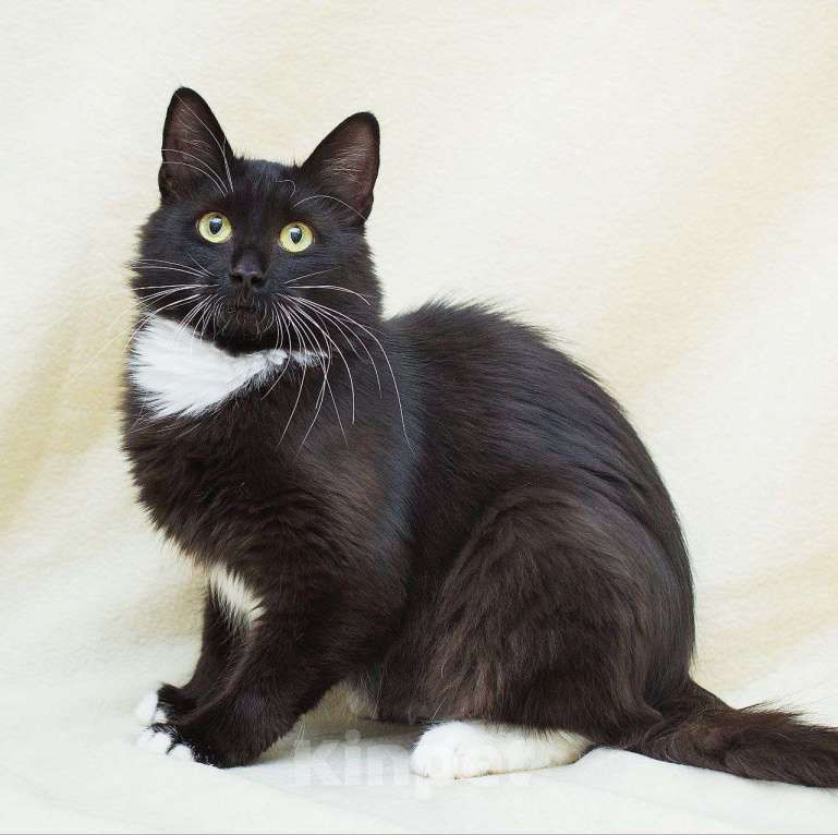 Кошки в Москве: Квакушу никто не замечает Девочка, Бесплатно - фото 3